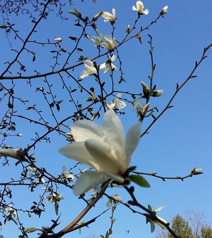 magnolia wiosną
